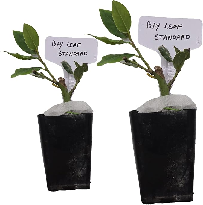 bayleaf-standard