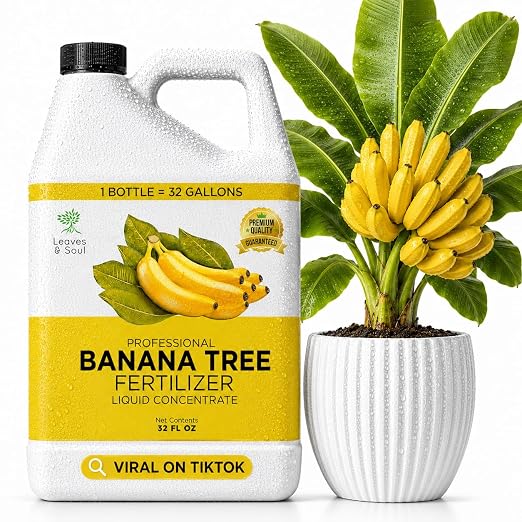 Banana Plant