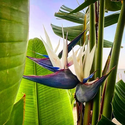 paradise-white