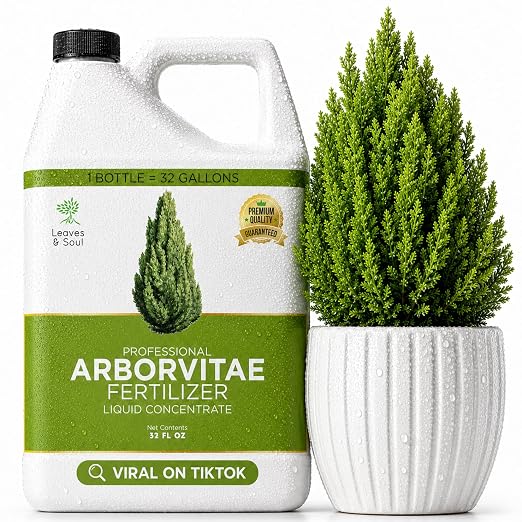 Arborvitae Tree