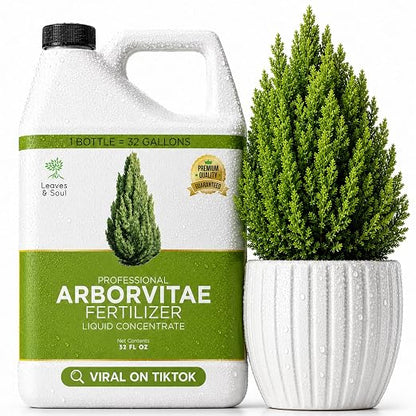 Arborvitae Tree