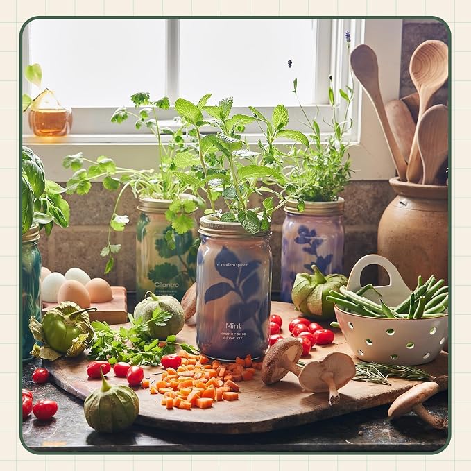 Cilantro