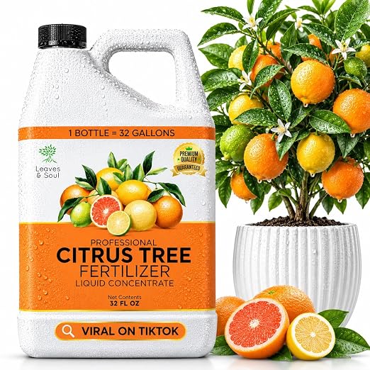 Citrus Plant