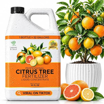 Citrus Plant