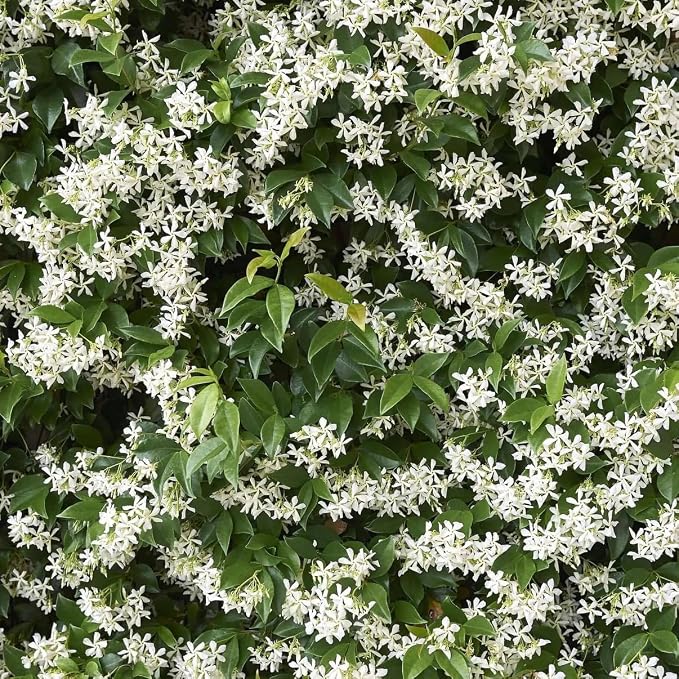 jasmine-star