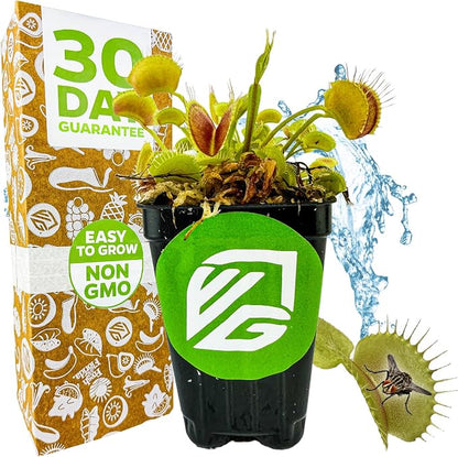 Regular Venus Fly Trap