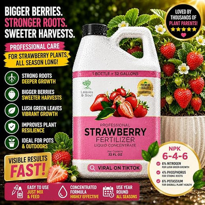 Strawberry Plant