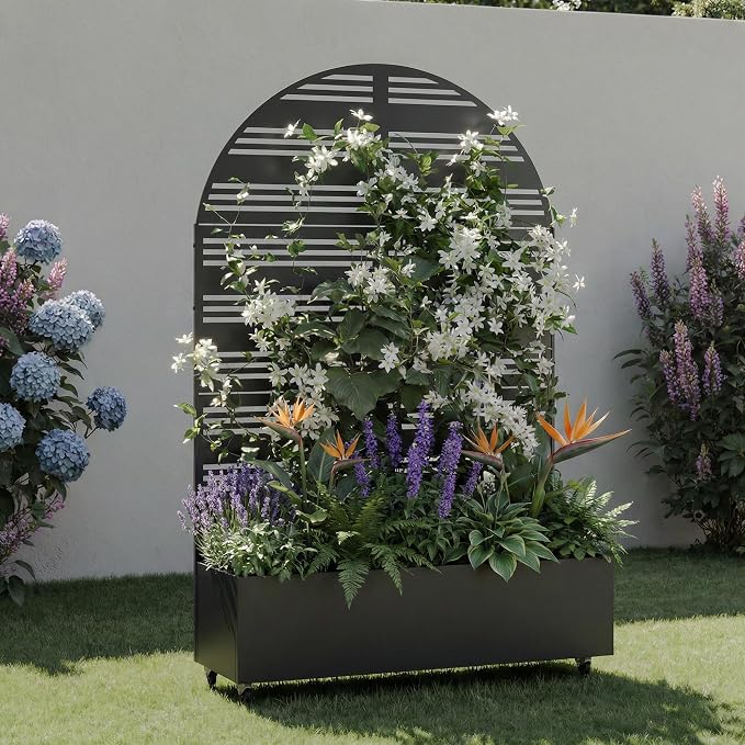 Black-harold-arched