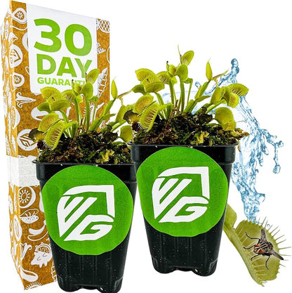 King Henry Venus Fly Trap