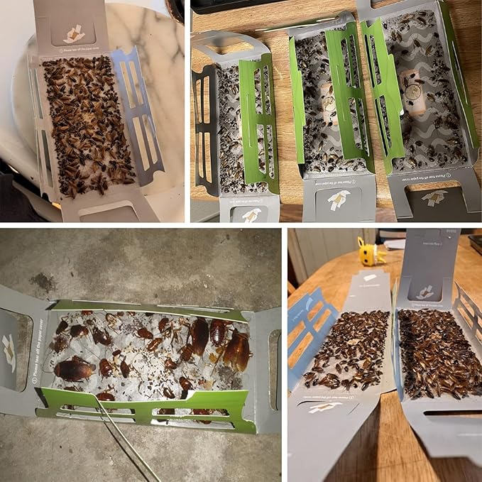 roachtrap-15 pack