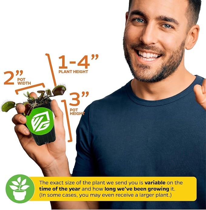 Regular Venus Fly Trap