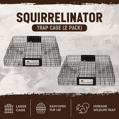 Squirrel