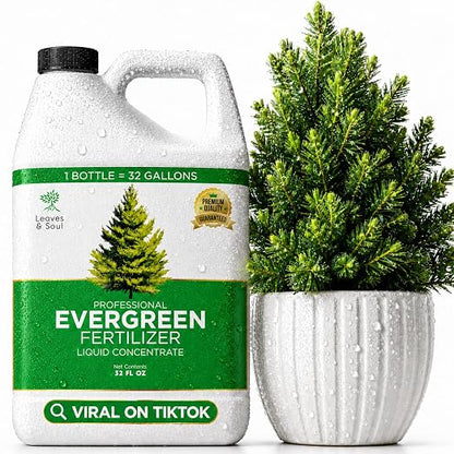 Evergreen Tree