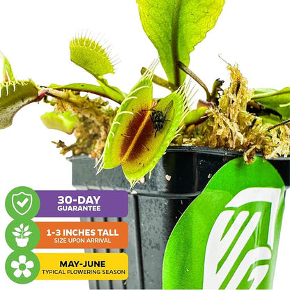 Mammoth Venus Fly Trap