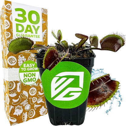 Akai Ryu Venus Fly Trap