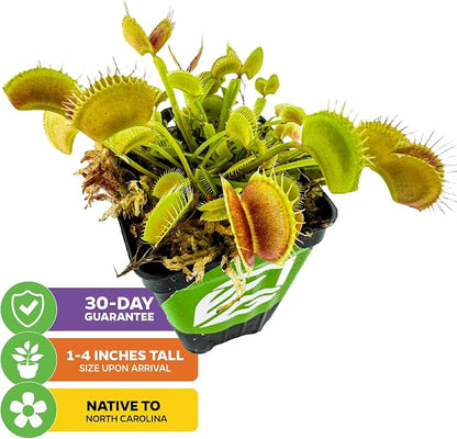 Regular Venus Fly Trap