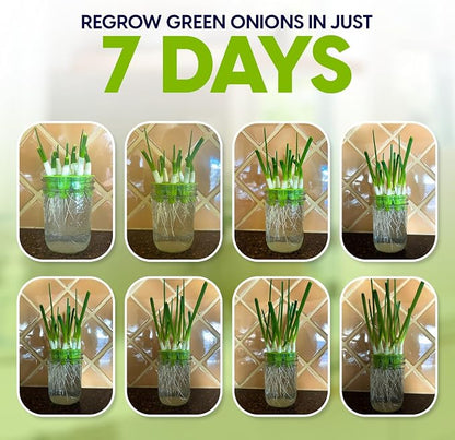 Sprouts Growing Kit & Green Onion Regrower