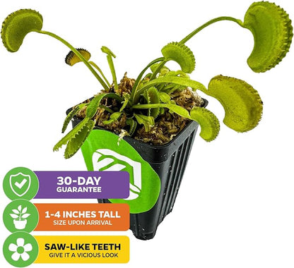 Dente Venus Fly Trap