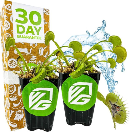 Dente Venus Fly Trap