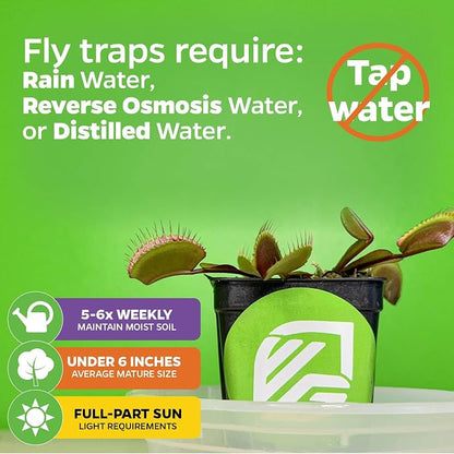 Mammoth Venus Fly Trap