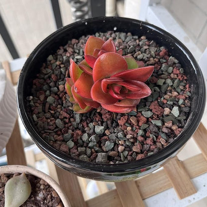 Mixed Color