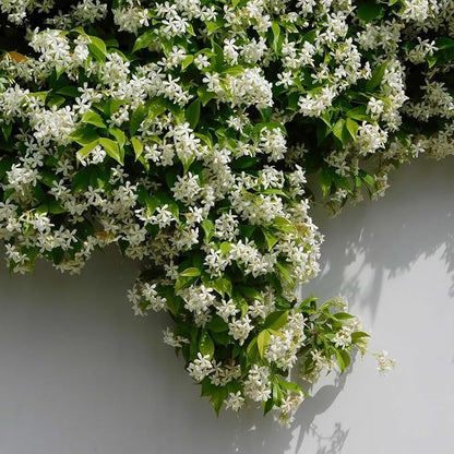 jasmine-star