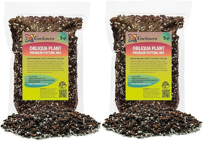 Monstera Obliqua Soil Mix