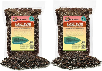Monstera Lechleriana Schott Soil Mix
