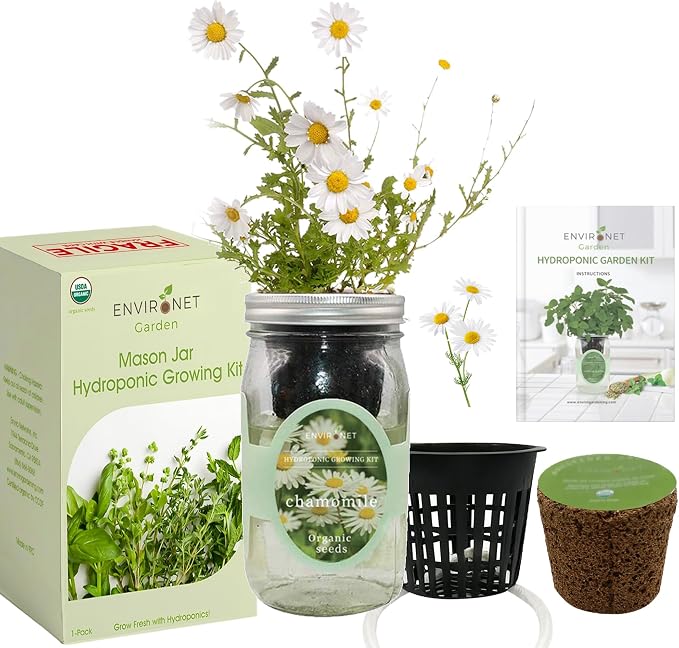 Chamomile