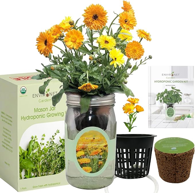 Calendula