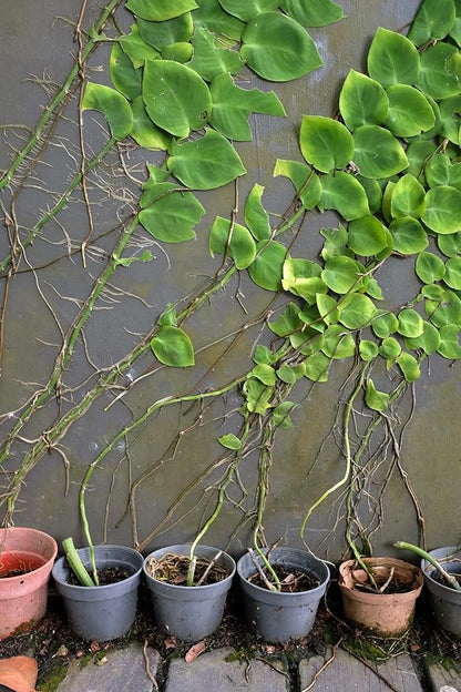 Shingle Plant Soil Mix