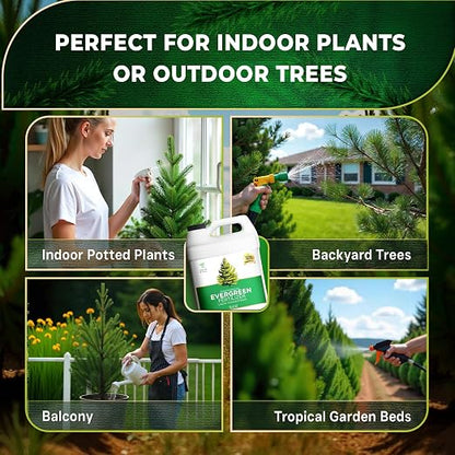 Evergreen Tree