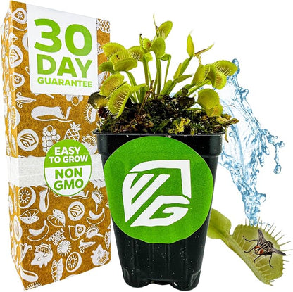 King Henry Venus Fly Trap