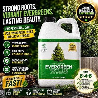 Evergreen Tree