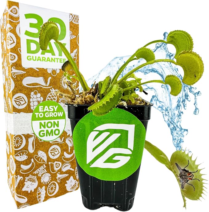 Dente Venus Fly Trap