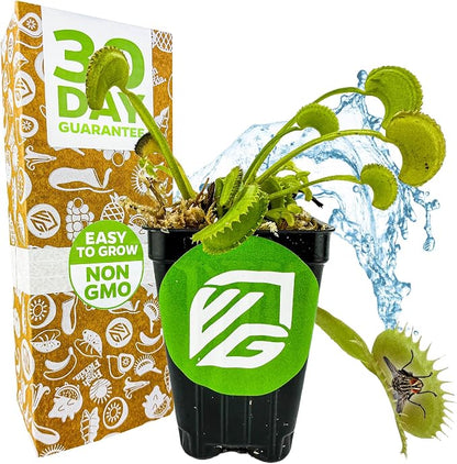 Dente Venus Fly Trap