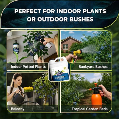 Blueberry Plant