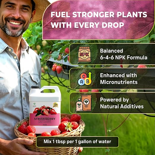 Strawberry Plant