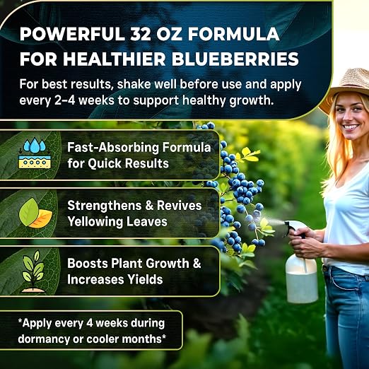 Blueberry Plant
