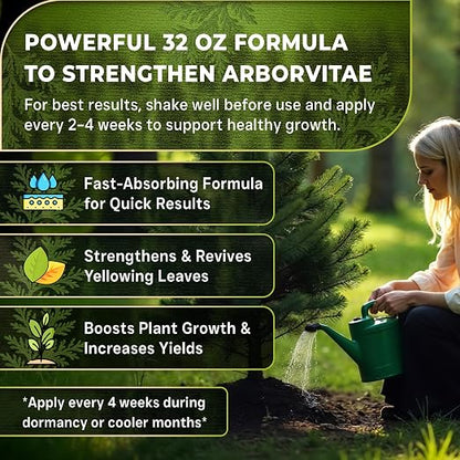Arborvitae Tree