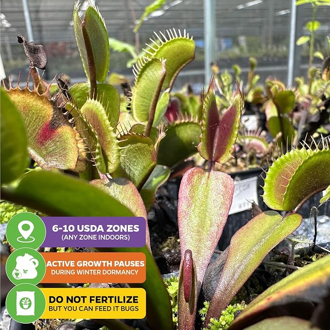Venus Fly Trap Bundle