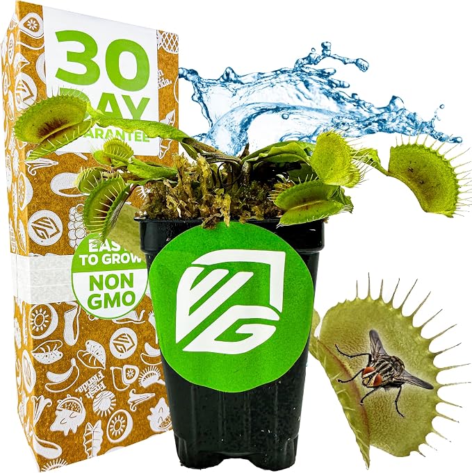 Mammoth Venus Fly Trap