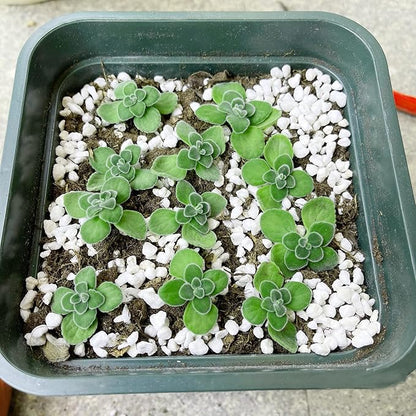 Perlite