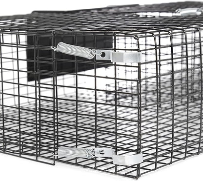 Rat