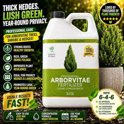 Arborvitae Tree