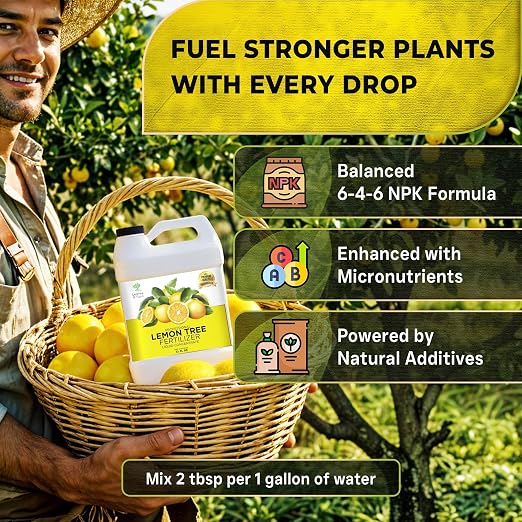 Lemon Plant